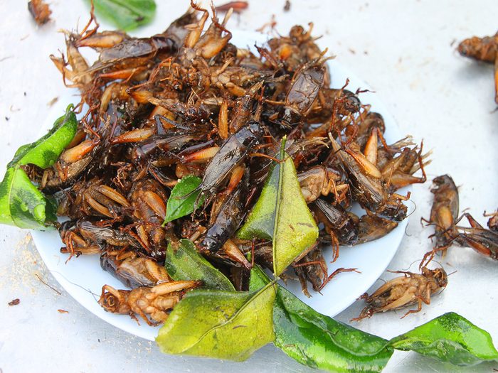 Health trends, pile of fried crickets