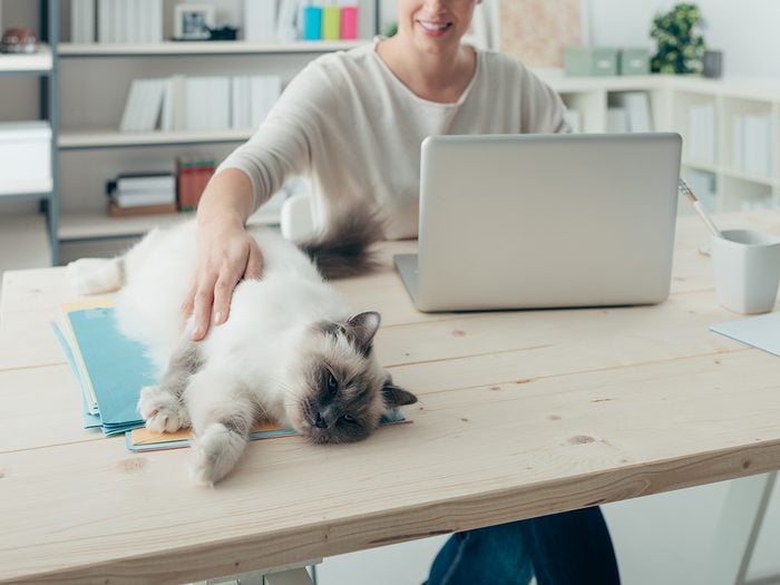 Eczema, woman petting her cat on her desk