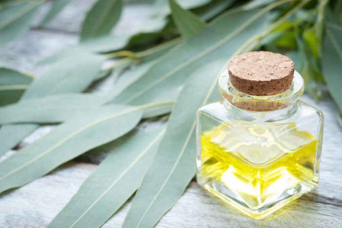 Home Remedies, eucalyptus oil