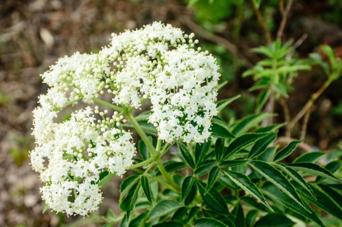 Home Remedies, valerian