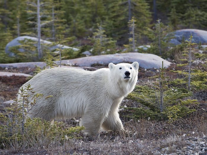 Manitoba polar bear