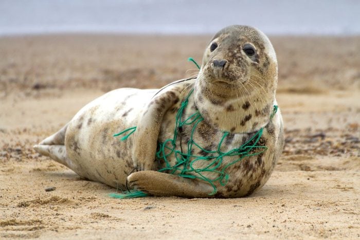 A Grey Seal at Horsey Beach in Norfolk England, tragically caught in a section of fishing net, an upsetting site that was reported to local animal welfare.