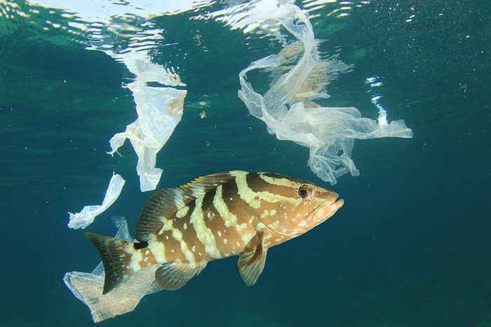 Plastic bags pollution in ocean with fish 