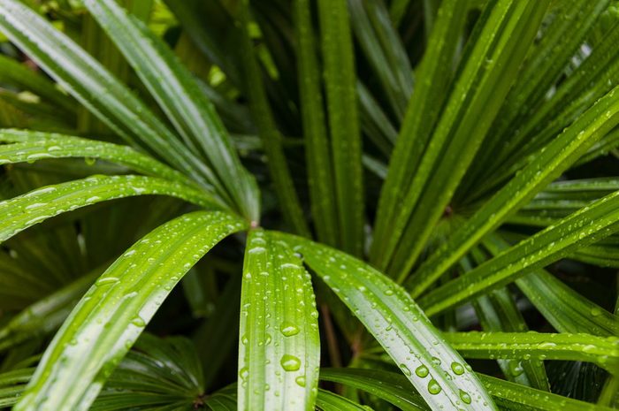 Fresh and green bamboo palm leaves after heavy rain in the early morning