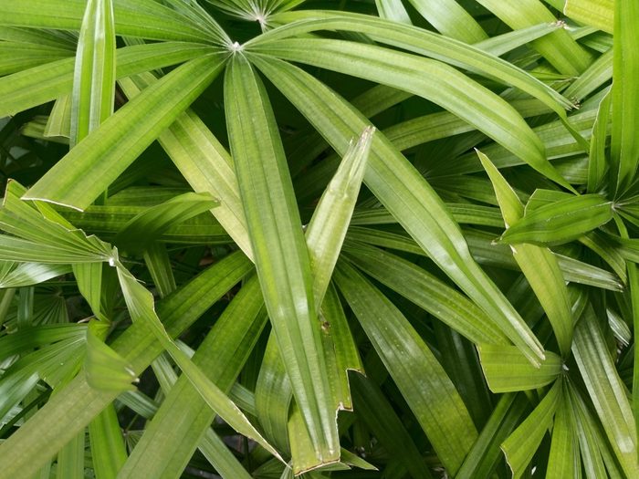 Nature tropical top view of leaves Lady palm dark tone. for background and texture.