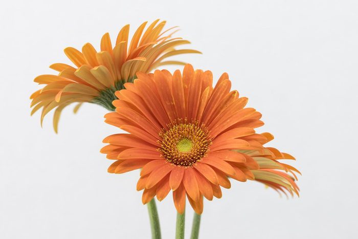 orange flowers of gerbera