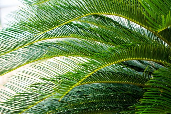 Phoenix roebelenii or pygmy date palm leaves pattern.