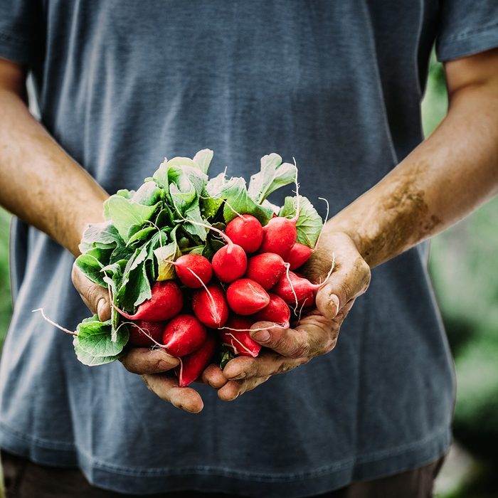 Farmers hands with freshly harvested vegetables.