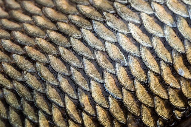 Carp fish scales grunge texture background
