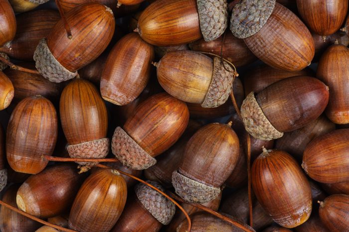 Dried acorns