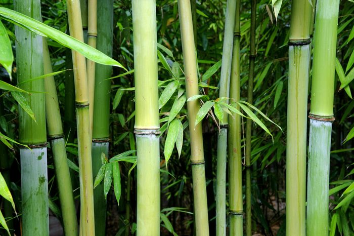 green bamboo