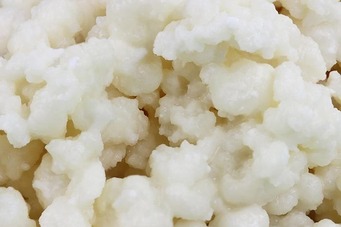 Macro of Kefir grains. Kefir is one of the top health foods available providing powerful probiotics. It is cultures of yeast and bacteria use to make a fermented milk product.