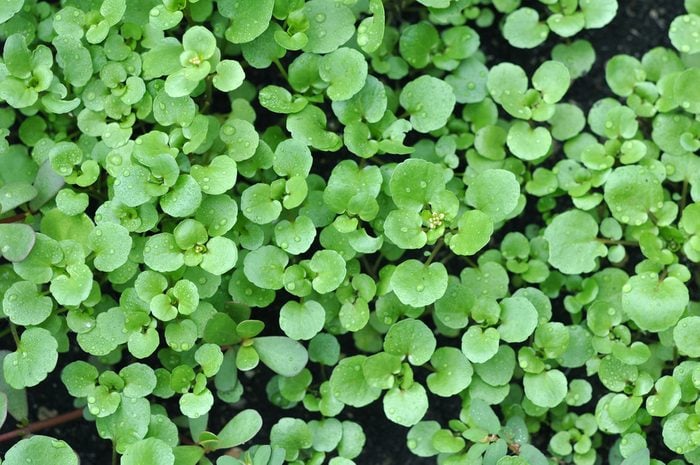 Top view watercress salad in garden on sun day