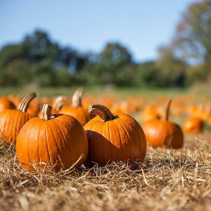 pumpkin benefits