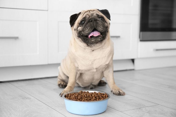 diet for dogs