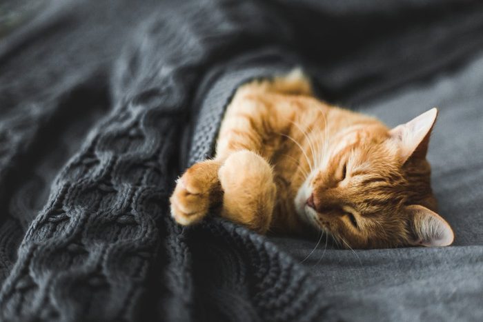 Red cat sleeps under a gray knitted plaid