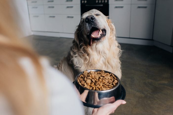 Cropped view of woman holding bowl with pet food near cute golden retriever dog 