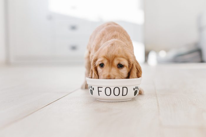 diet for dogs
