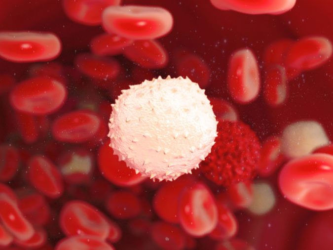 human body - white blood cells