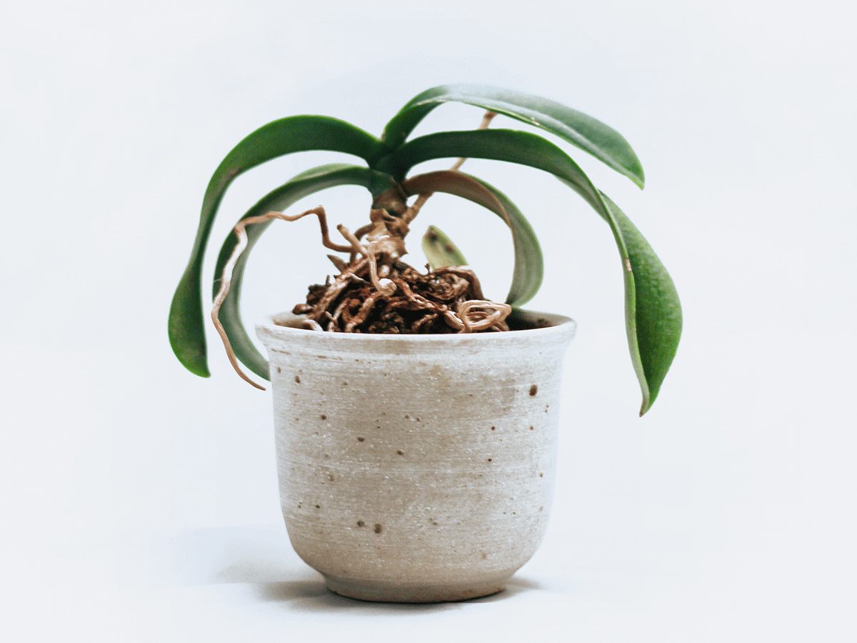 how to revive a dead plant
