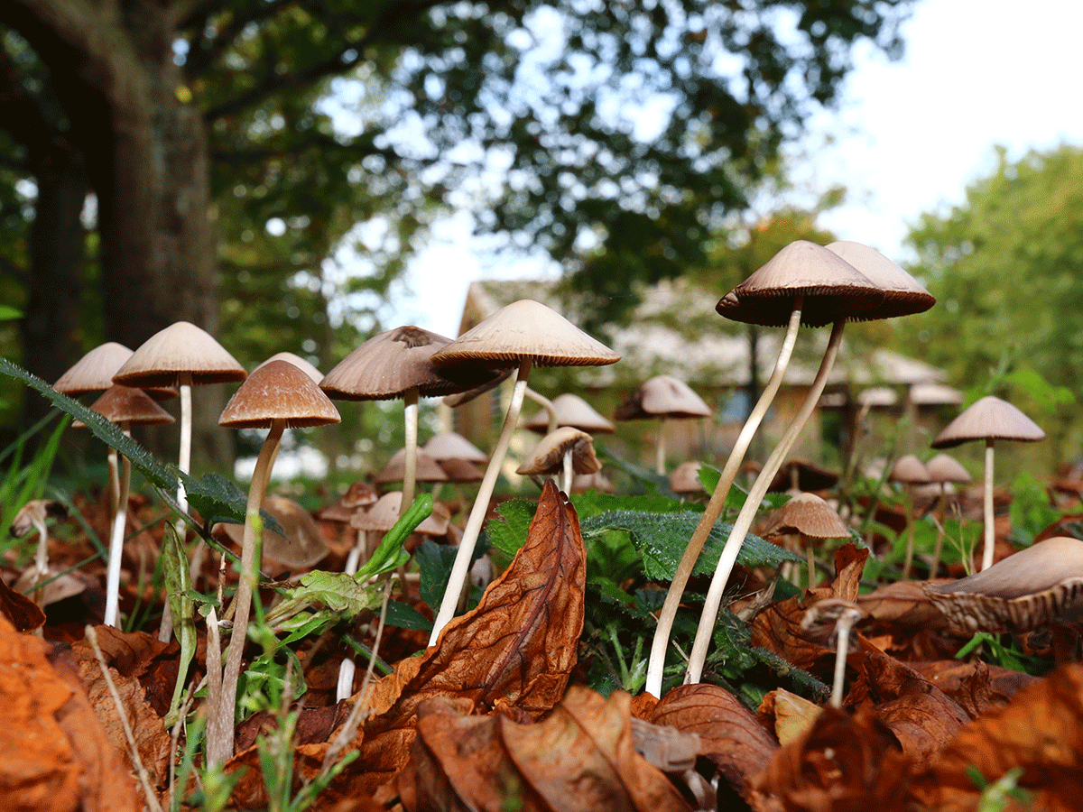 Magic mushrooms for PTSD