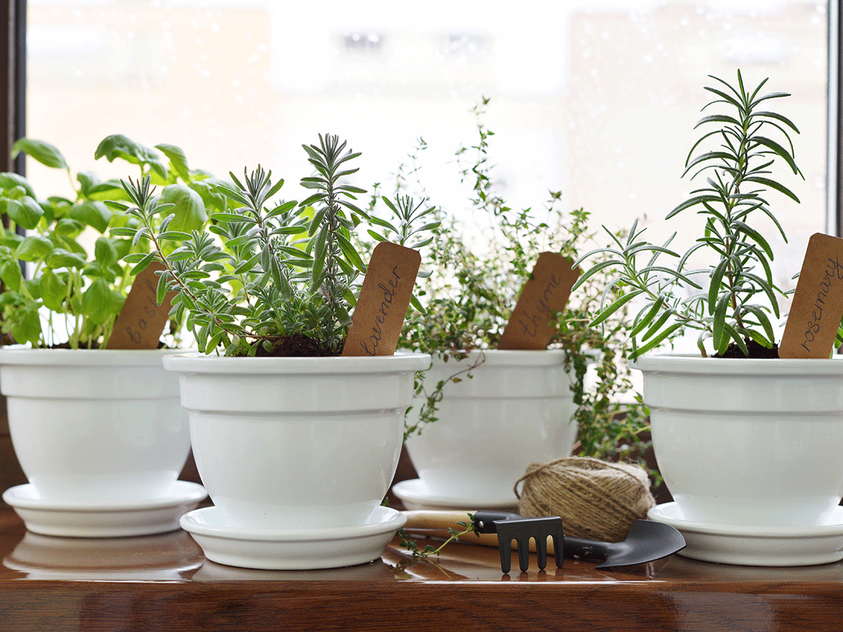 How to grow herbs and vegetables at home