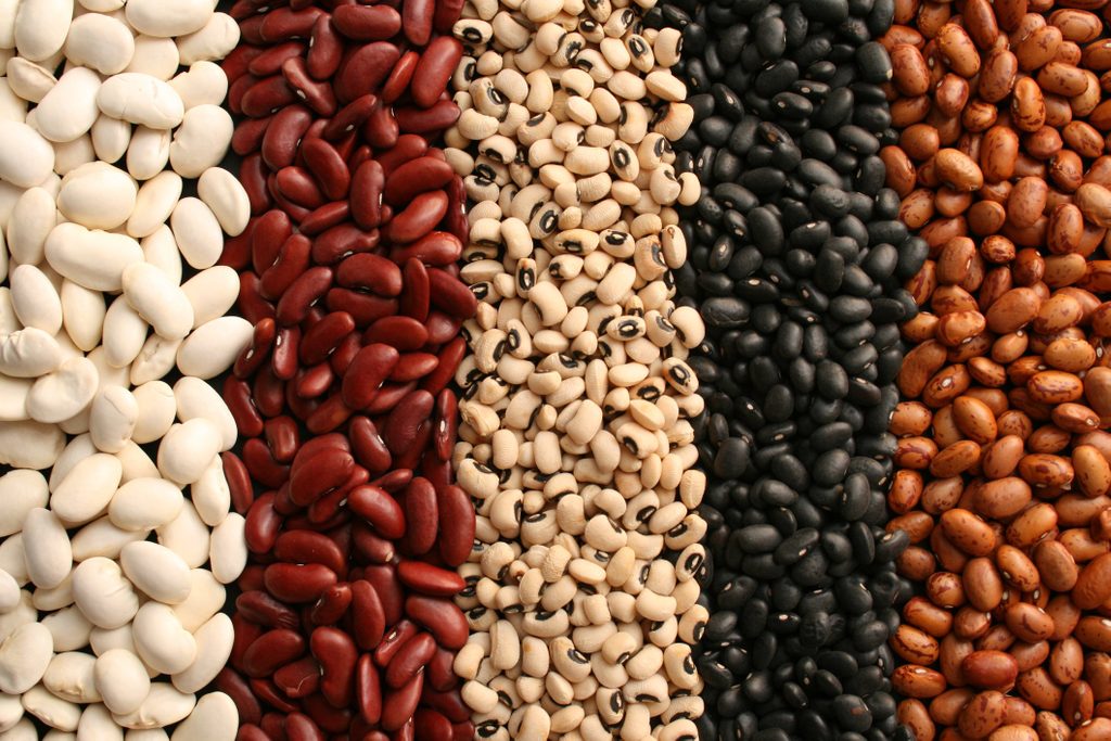 type of beans