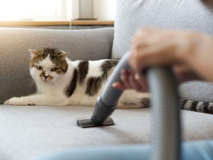 cat on sofa | vacuum