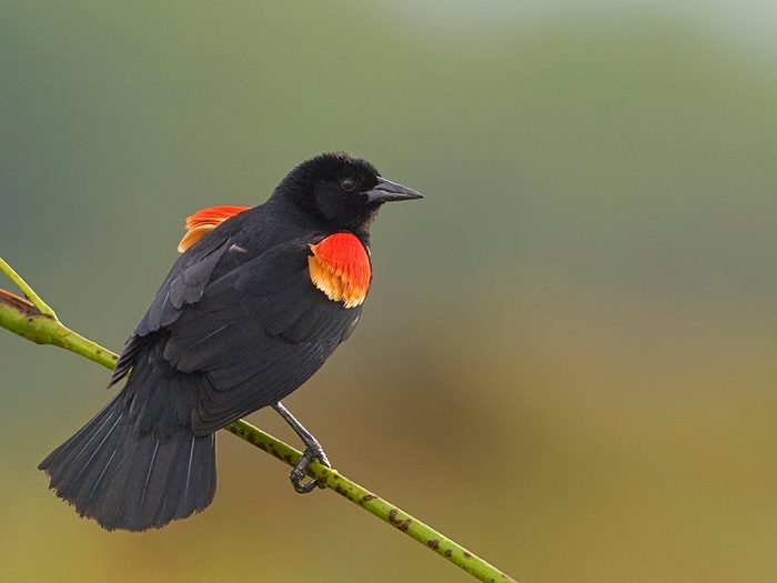 How to make walking less boring - red wing blackbird
