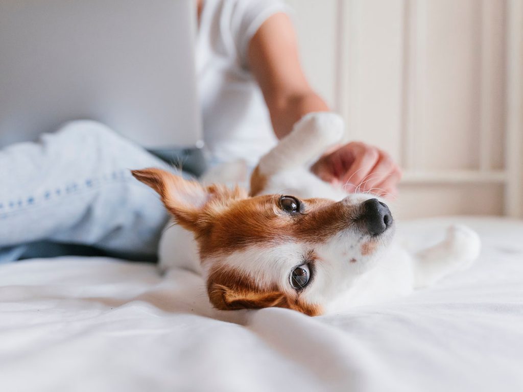 mindfulness and pets | dog