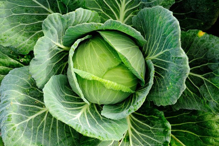 cabbage vegetable in field background | is cabbage good for you