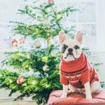 10 Potential Holiday Dangers for Your Dog