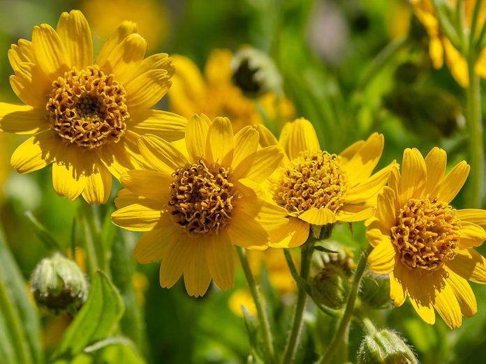 Arnica flowers