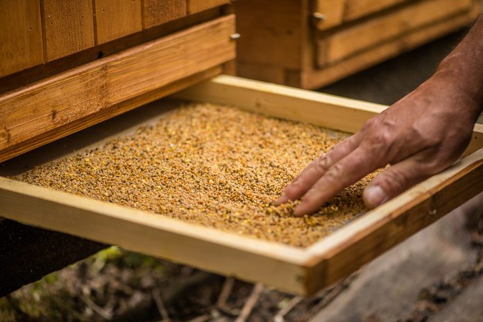 bee pollen benefits | Detail Of Bee Keeper Taking Out Pollen Propolis Tray Out Of Bee Hive