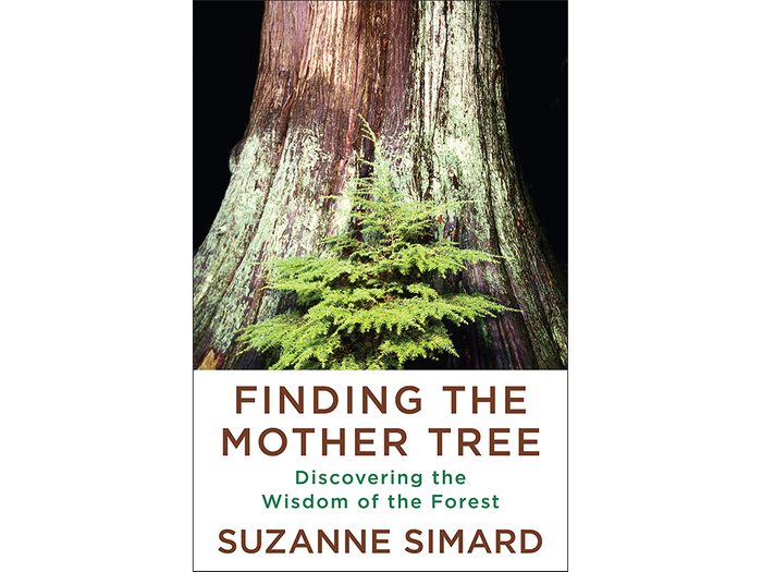 Finding The Mother Tree