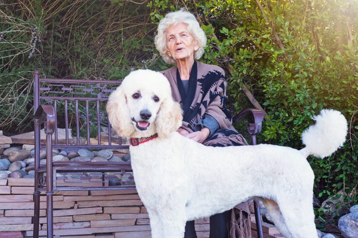 Senior Woman With Standard Poodle In Backyard