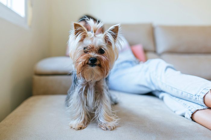 Portrait Of Yorkshire Terrier Sitting On Couch At Home