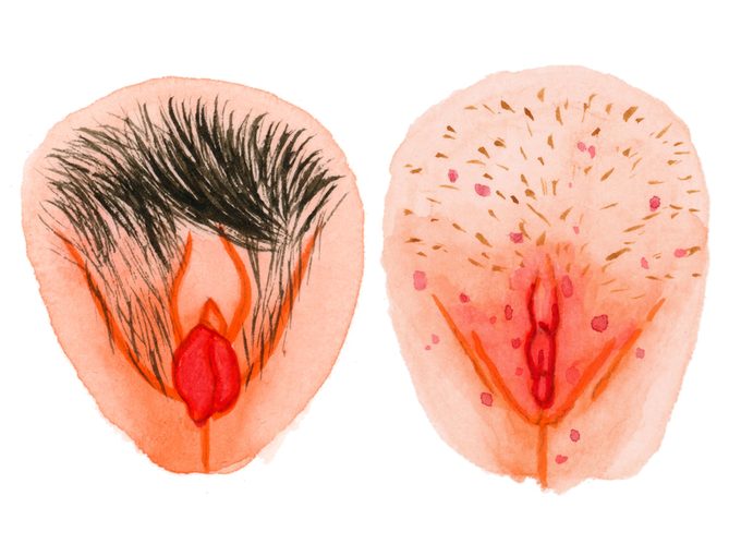 Sex Education Vulva Images Inline4