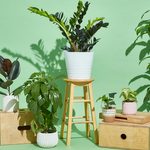 A Guide to the Best House Plants, According to Science