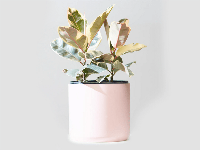 wellness gifts | Dynasty Plant Shop Rubber Plant Tineke