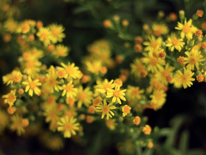 Beauty,yellow,arnica,flowers.
