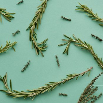rosemary leaves on a green background