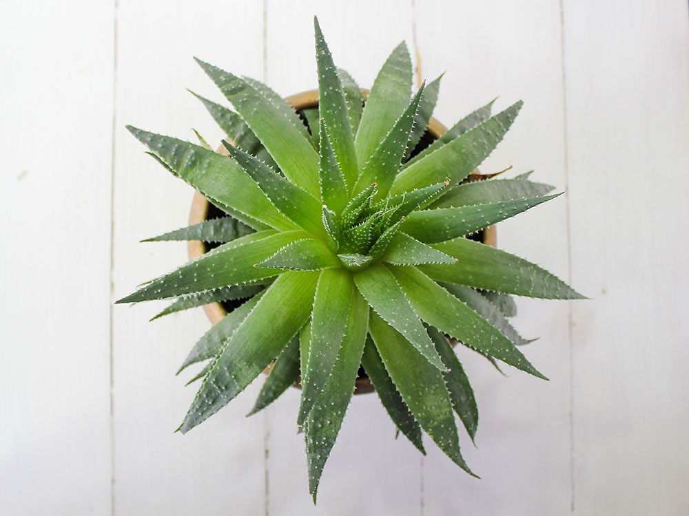 Aloe Vera Gel The Houseplant That Has Healing Powers