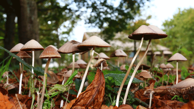 Magic Mushrooms for PTSD: How Psychedelics Can Help Heal Trauma | Best